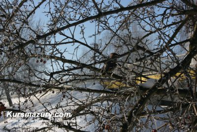 mazury zimą zima na mazurach kursmazury ptaki dokarmianie jak dokarmiać kiedy sikorki kaczki łabędzie kanał Giżycko nad wodą jeziora mazurskie karmnik
